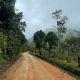 nature view and road