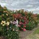 Beautiful rose garden with real mixed fruit ice-cream.